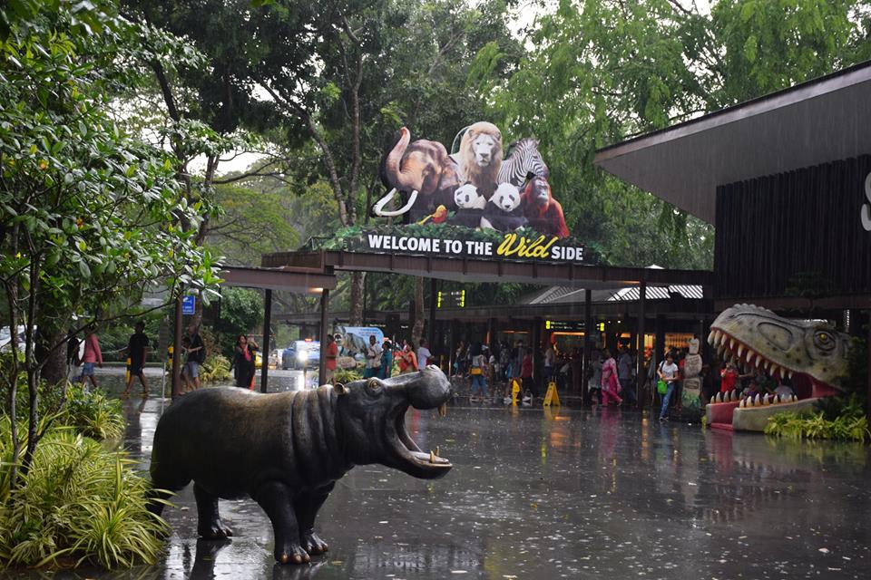 singapore-zoo-1